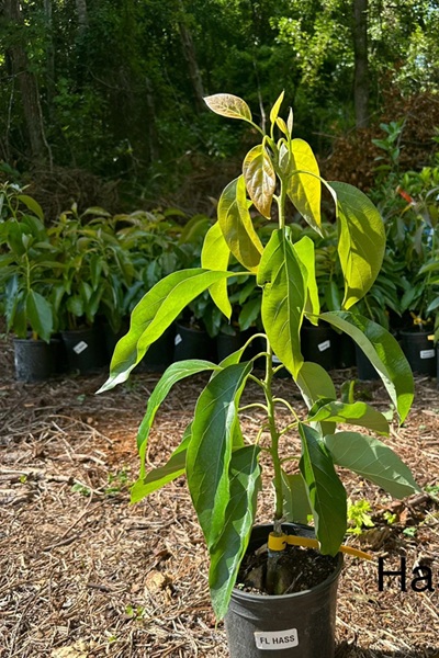 Hass Avocado Seedlings